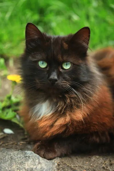 Sevimli Vahşi Kedi Portre — Stok fotoğraf