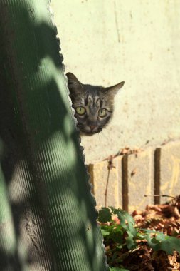 Şirin sokak kedisinin portresi