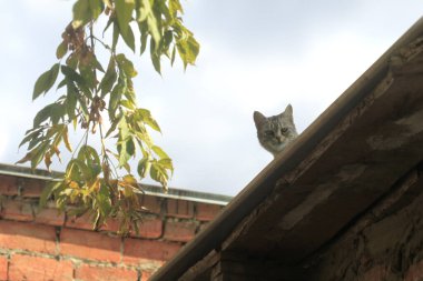 Şirin sokak kedisinin portresi