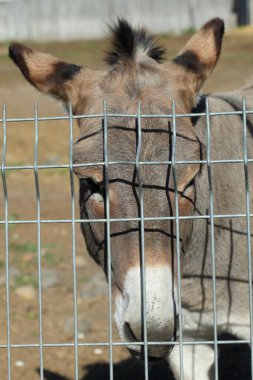 Hayvanat bahçesindeki büyük gri eşek.