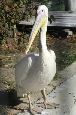 Şirin beyaz pelikan portresi