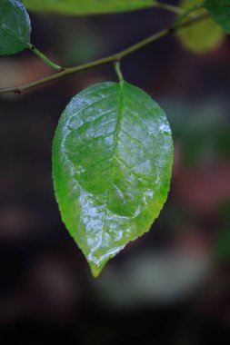 Sonbahar yapraklarında yağmur damlaları 