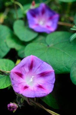 Doğada renkli sonbahar bitkileri