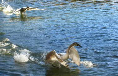 Gölette beyaz kuğular