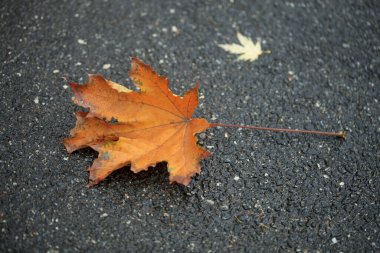 Doğada renkli sonbahar bitkileri