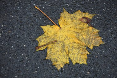 Doğada renkli sonbahar bitkileri