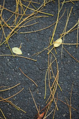 Doğada renkli sonbahar bitkileri
