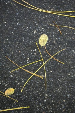 Doğada renkli sonbahar bitkileri