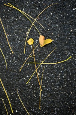 Doğada renkli sonbahar bitkileri