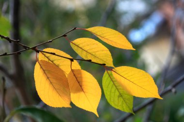 Doğada renkli sonbahar yaprakları