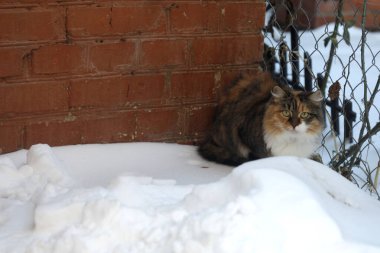 Beyaz kar üzerinde vahşi tüylü kediler