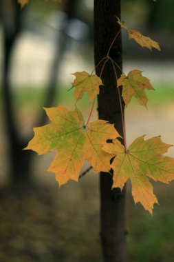 Doğada renkli sonbahar bitkileri