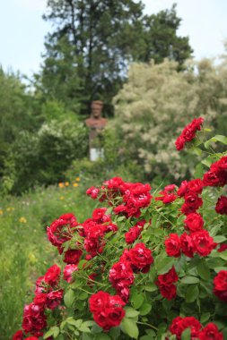 Renkli yaz çiçek bahçesinde