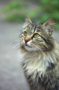 Şirin pofuduk sokak kedilerinin portresi