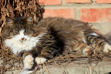 Şirin pofuduk kedi portresi