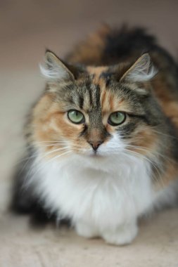 Şirin pofuduk sokak kedisinin portresi