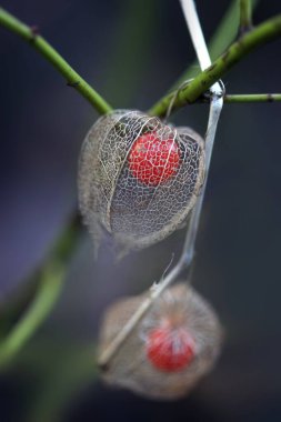 Red physalis on nature background