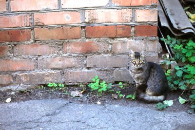 Şirin pofuduk sokak kedisinin portresi