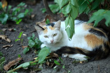 Şirin pofuduk sokak kedisinin portresi