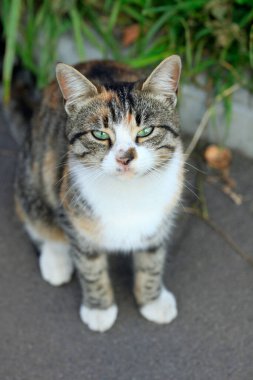 Şirin pofuduk sokak kedisinin portresi