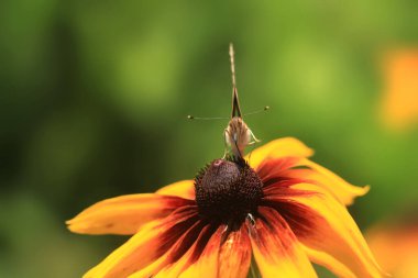 Renkli kelebek çiçek üzerinde oturan