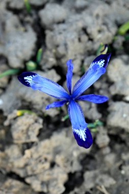 Doğada renkli bahar çiçekleri