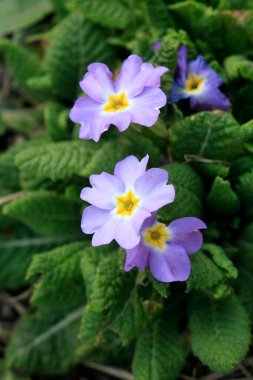 Doğada renkli bahar çiçekleri