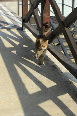 Şirin sokak kedisinin portresi