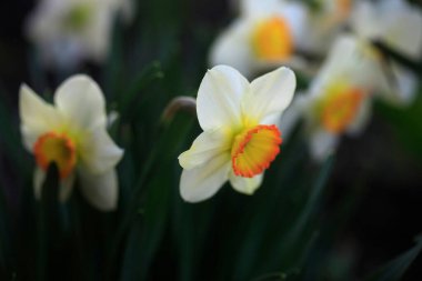 Doğanın arka planında renkli bahar çiçekleri