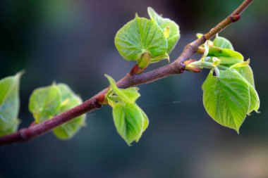 Bahar dalında yeşil yapraklar