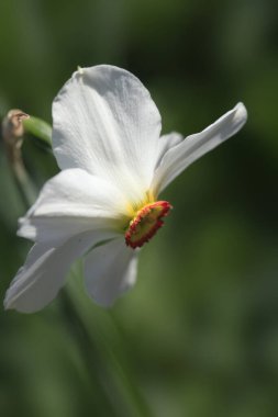 Doğanın arka planında renkli bahar çiçekleri