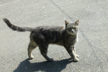 Şirin sokak kedisinin portresi