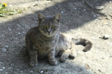Şirin sokak kedisinin portresi