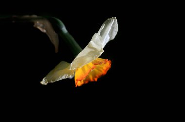 Doğanın arka planında renkli bahar çiçekleri