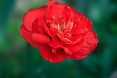 Doğanın arka planında renkli bahar çiçekleri