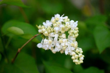 Doğanın arka planında renkli bahar çiçekleri