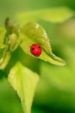 Red ladybug on green leaf