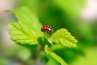 Red ladybug on green leaf