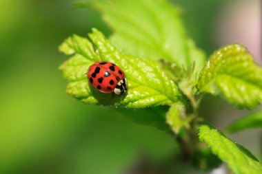 Red ladybug on green leaf