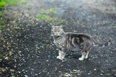 Şirin sokak kedisinin portresi