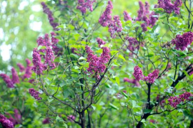 Bahar çiçeklerinin üzerindeki yağmur damlaları