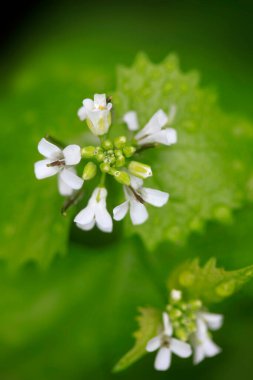 Bahar çiçeklerinin üzerindeki yağmur damlaları