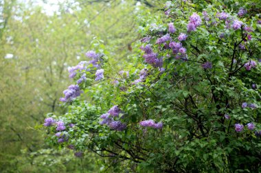 Bahar çiçeklerinin üzerindeki yağmur damlaları