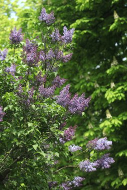 Doğanın arka planında renkli bahar çiçekleri