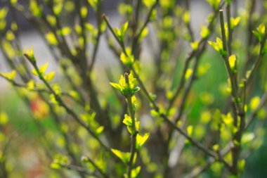 Doğanın arka planında renkli bahar çiçekleri