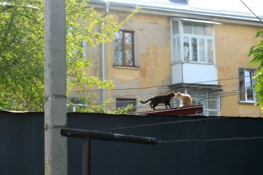 Doğada sevimli pofuduk sokak kedisi