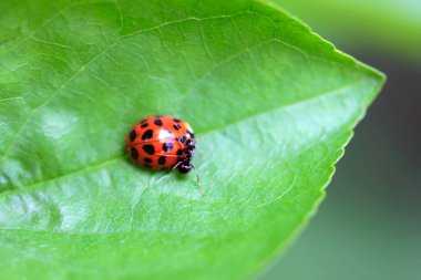 Kırmızı uğurböceği yeşil yaprakta oturuyor