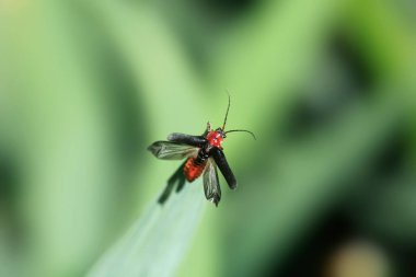 Bitkinin üzerinde oturan sevimli kahverengi böcek.