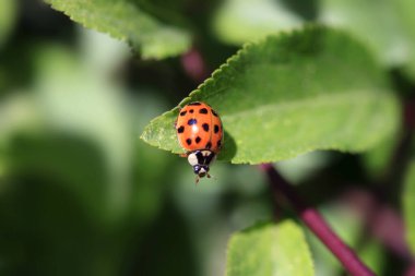 Kırmızı uğurböceği yeşil yaprakta oturuyor