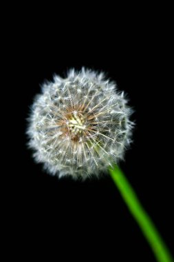 Doğada beyaz karahindiba